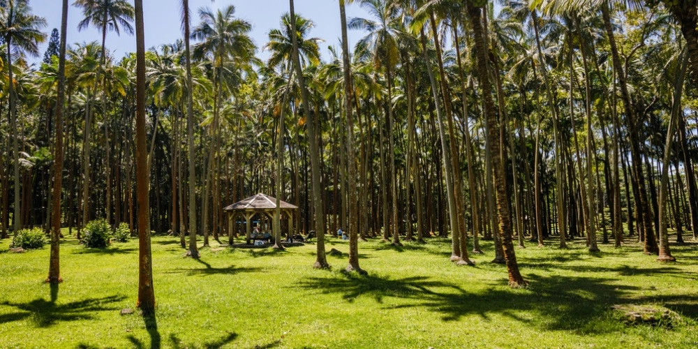 Anse des cascades _ Pique Nique La Réunion